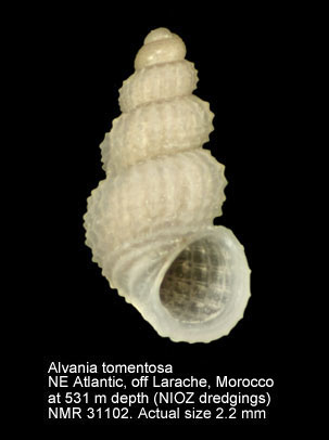 Alvania tomentosa.JPG - Alvania tomentosa(Pallary,1920)